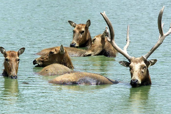 Elks cooling off at Shanghai zoo