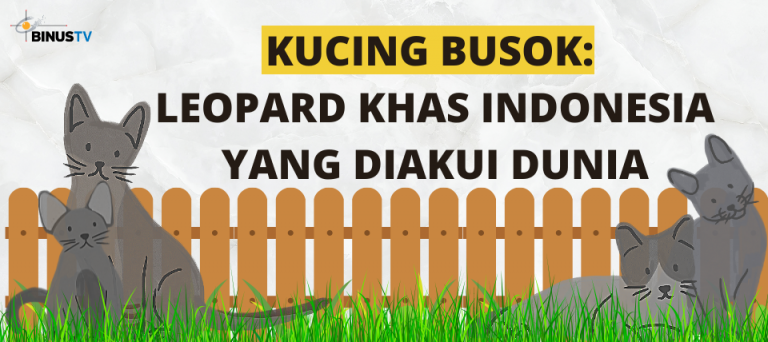 Kucing Busok: Leopard Khas Indonesia yang Diakui Dunia
